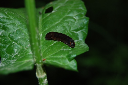 bruco nero